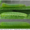 lept sinapis larva2 volg2